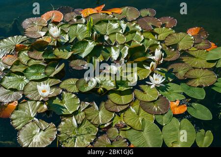 White water lily surrounded by beautiful broad leaves illuminated by the bright spring sun. Wide shot Stock Photo
