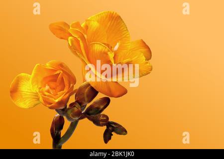 Yellow freesia on a patterned background Stock Photo