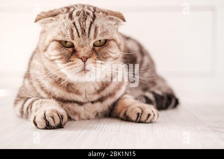 Cat, Scottish Fold is depressed, she is lying on the floor with a thoughtful, sad look. Close-up. Stock Photo