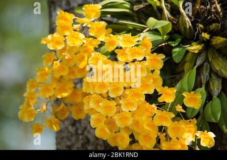 Dendrobium lindleyi Steud is a plant of the genus Dendrobium. They are found in the mountains of southern China  (Guangdong, Guangxi, Guizhou, Hainan) Stock Photo