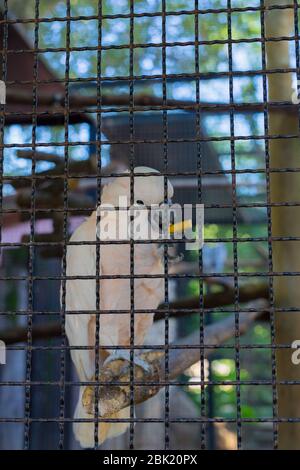 Rose-crested Cockatoo, Salmon-crested Cockatoo Cacatua moluccensis in the cage zoo. Summer time.  Stock Photo