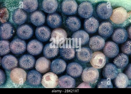 Butterfly Eggs laid together on leaf, ready to hatch Stock Photo