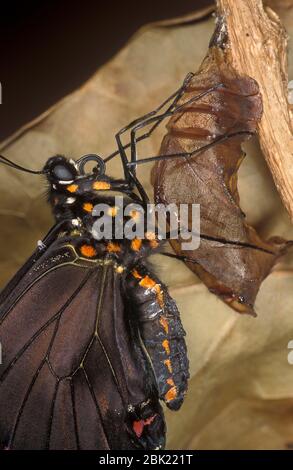 Gold Rim Swallowtail Butterfly, Battus polydamas, hatching from pupa case, drying wings, tailless swallowtail