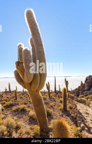 Incahuasi island (Cactus Island) located on Salar de Uyuni, the world's largest salt flat area, in Bolivia Stock Photo