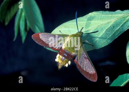 Broad Bordered Bee Hawk Moth, Hemaris fuciformis, on leaf, UK Stock Photo