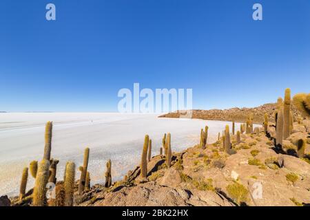 Incahuasi island (Cactus Island) located on Salar de Uyuni, the world's largest salt flat area, in Bolivia Stock Photo