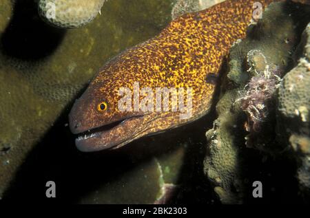 Yellow Margined Moray Eel, Gymnothorax flavinarginatus, Lankayan, Sabah, Borneo Stock Photo