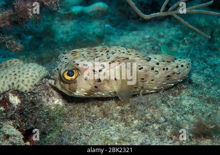 Long Spine Porcupinefish, Diodon holocanthus, Los Roques, Venezuela, Spiny Balloonfish, or Freckled Porcupinefish, Stock Photo