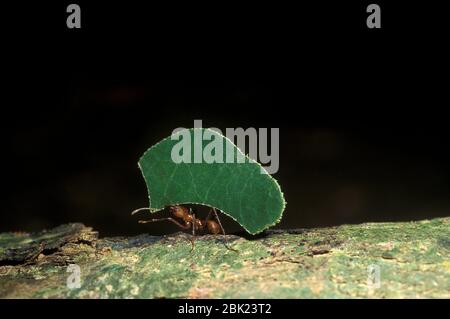 Leaf Cutter Ant, Atta cephalotes, carrying leaf, Trinidad, in rainforest Stock Photo