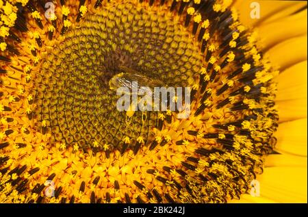 Honey Bee, Apis mellifera, UK, on sunflower plant covered in pollen