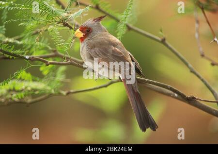 Northern Cardinal, Cardinalis cardinalis, USA, perched on branch, female Stock Photo