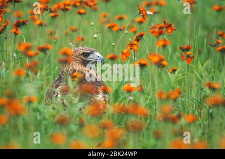 Red Tailed Hawk, Buteo jamaicensis, in flower meadow, Minnesota, USA, controlled situation Stock Photo