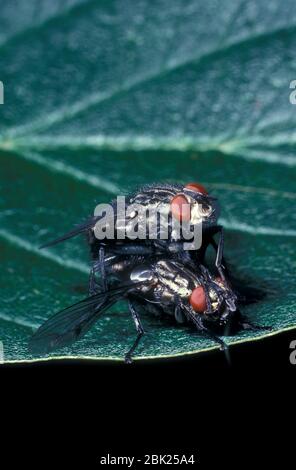 Flesh Flies, Sarcophaga carnaria, pair mating, UK Stock Photo