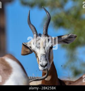 A critically endagered Sahara Africa resident, the Dama or Mhorr Gazelle close up at the Al Ain Zoo (Nanger dama mhorr) walking next to rocks and gras Stock Photo