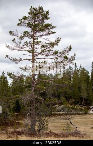 Pine tree- Pinus sylvestris - with signs of Capercaillie feeding on it Stock Photo