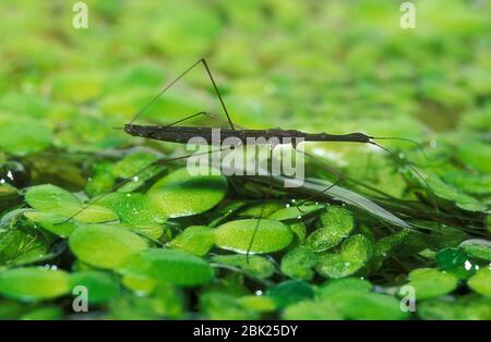 Common Water Measurer, Hydrometra stagnorum, walking on pond weed on surface, UK, predator of small insects, it uses the vibrations of the water's sur Stock Photo