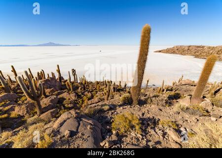 Incahuasi island (Cactus Island) located on Salar de Uyuni, the world's largest salt flat area, in Bolivia Stock Photo