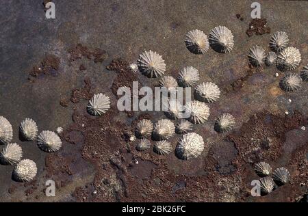 Common Limpets on rock, Patella vulgata,  UK Stock Photo