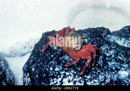 Sally Lightfoot Crab, Grapsus graspus, Galapagos Islands, standing on rocks, red and yellow colours Stock Photo