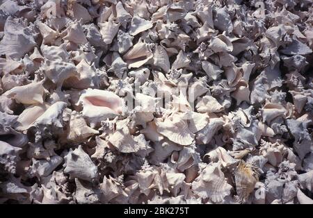 Conch Shells on beach, Los Roques, Venezuela Stock Photo