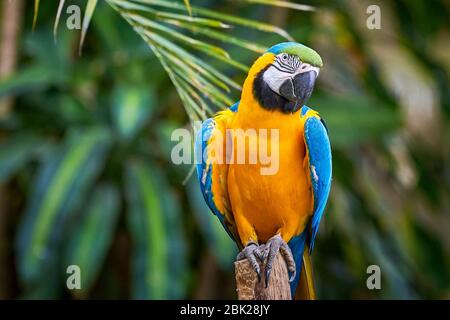 Blue-and-yellow macaw sitting on a branch (Ara ararauna), exotic bird Stock Photo