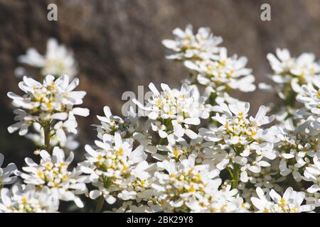 Beautiful white spring flower, gibraltar candytuft on the rocks Stock Photo