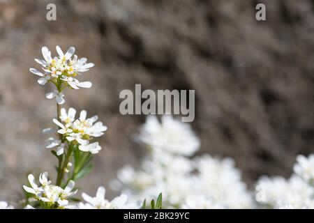 Beautiful white spring flower, gibraltar candytuft on the rocks Stock Photo