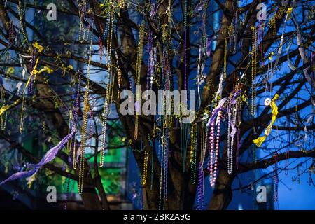 Trees on St. Charles St. Mardi Gras parade route with beads, New Orleans,  Louisiana Stock Photo - Alamy