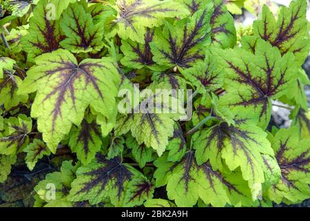 Heucherella 'Stoplight' foliage Stock Photo