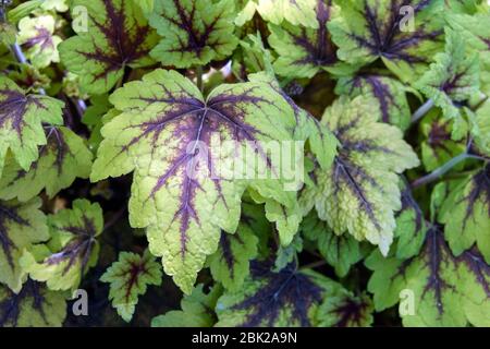 Heucherella 'Stoplight' Stock Photo