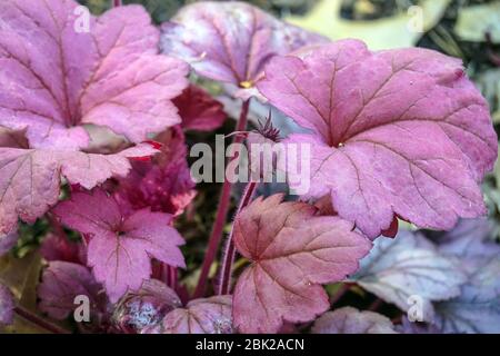 Purple Leaves Heuchera 'Georgia Plum' Heuchera Leaf Plant,Clump Forming Heucheras Foliage Garden April Coral Bells,Spring Growing Ornamental Stock Photo