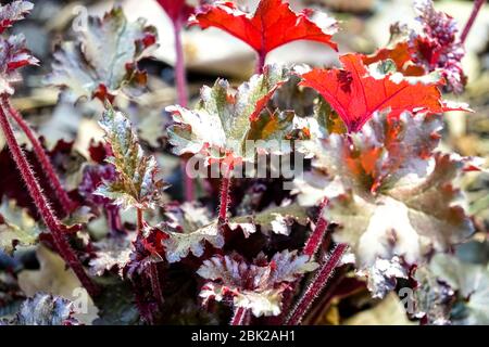 Heuchera Black Taffeta Stock Photo