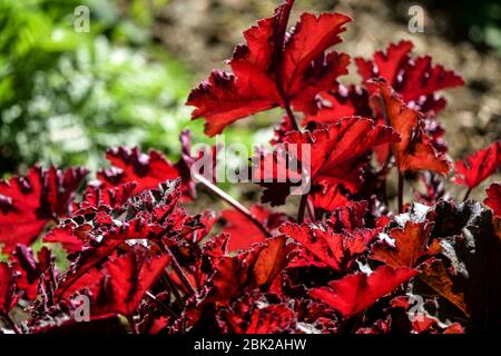 Leaves Red Heuchera 'Chocolate Ruffles' Heuchera Foliage Stock Photo