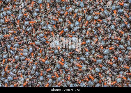 Ants close-up, Background of red forest ant colony Stock Photo