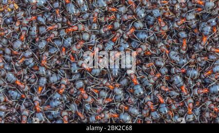 Ants close-up, Background of red forest ant colony Stock Photo