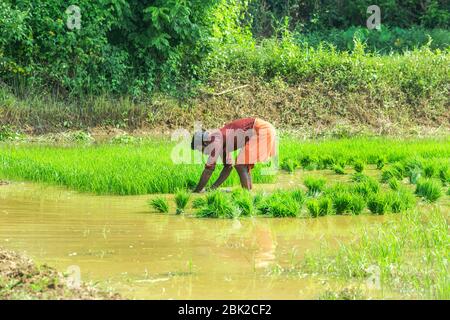 indian agriculture,kerala agriculture,palakad paddy field,indian farmer,indian cultivation,farmer india,farming Stock Photo