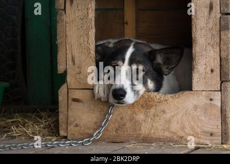 Sad mongrel dog on a chain in an animal shelter in a wooden booth Stock Photo
