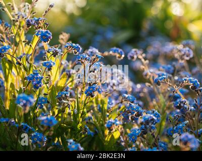 Forget-me-not (Myosotis) flowers in the evening sun. Stock Photo