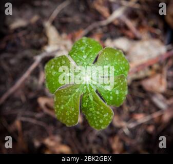A mayapple (Podophyllum peltatum) plant grows from the forest floor, covered in rain droplets, in Ithaca, NY, USA Stock Photo