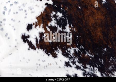 full framed spotted white and brown cow skin texture Stock Photo