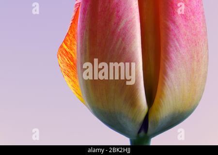 Pink multicolor tulip flower in close up macro photography. Spring flower against a pastel background. Stock Photo