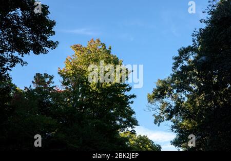 Sunlight illuminates the top of a maple tree, just starting to turn into colorful fall foliage, in Hammond Hill State Park, Dryden, NY, USA Stock Photo