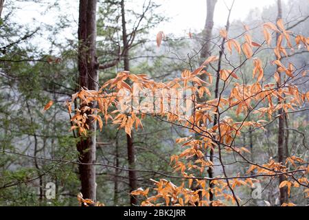 Dry leaves of an American beech tree (Fagus grandifolia) in a forest on a winter day with flurries of snow in upstate New York, Ithaca, NY, USA Stock Photo