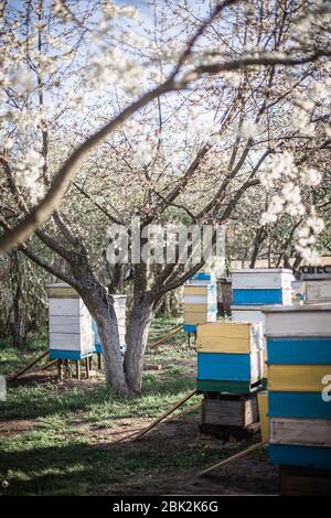 Old multicolored hives on apiary in late autumn. Bees sit in hives in ...