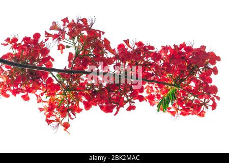 royal poinciana flower , red flower isolated on white background Stock Photo