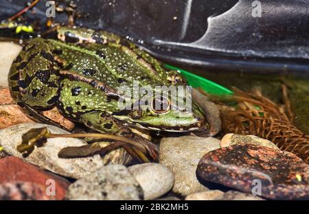 Close view from above on the marsh frog (Pelophylax ridibundus). It's a large green frog sitting on the stone near the pond. Horizontal view. Stock Photo