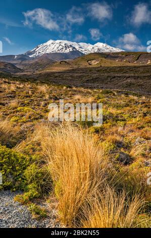 Mount Ruapehu, red tussock grass, Tongariro Northern Circuit trail, Tongariro National Park, Manawatu-Wanganui Region, North Island, New Zealand