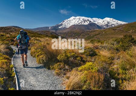 Mount Ruapehu, hiker on Tongariro Northern Circuit trail, Tongariro National Park, Manawatu-Wanganui Region, North Island, New Zealand