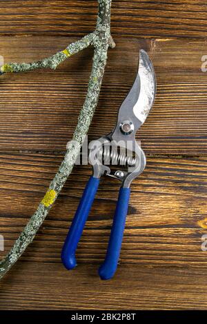 Blue pruning shears with a branch on wood background Stock Photo