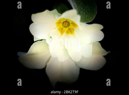 Wild primrose flowers (primula vulgaris) photographed in natural light outdoors. Stock Photo